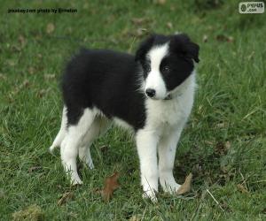 puzzel Border Collie puppy |